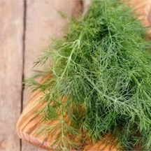 75 Adet Tohum Sebze Dere Otu Tohum Sürpriz Hediye Tohum Yeşil Dere Otu