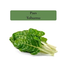 Pazı Tohumu 1 Paket 10gr 1000+ Adet
