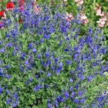 Mavi Süs Adaçayı 10 Adet - Salvia Microphylla Blue Monrovia