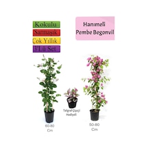 Hanımeli+ Pembe Begonvil+ Telgraf Çiçeği