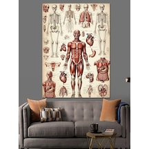 Ahşap Tablo İnsan Anatomisi Ve İskelet Çizimi