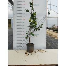 4 Yaş Mayer Yediveren Limon