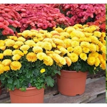Mini Bodur Kasımpatı Çiçeği Sarı 10-20 Cm