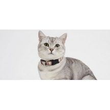 Tatucha Galaxy Harmony Kedi Boyun Tasması, Özel Koleksiyon, Kahverengi