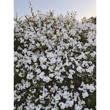 Abelya Çiçeği Fidanı Abelia Ssp. 1+2 Yaş Tüplü Bahçe Ve Çit Bitkisi