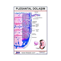 Plestal Dolaşım Levhası