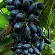 Nadir Bitki Tüplü Kokulu Yüksek Aromalı Sofralık Siyah Keçi Memesi Üzüm Fidanı