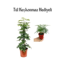 Sevgililer Gününe Özel Parlak Yapraklı Yeşil Şeflera Bitkisi Tül Kuşkonmaz Hediyeli