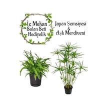 Japon Şemsiyesi 40-60 Cm 1 Adet Saksılı+aşk Merdiveni Çiçeği 15-25cm 1 Adet Saksılı