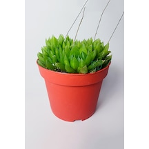 Haworthia Cymbiformis Şeffaf Yapraklı Büyük Boy Sukulent 1 Adet