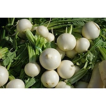 Beyaz Turp Tohumu 100+ Tohum N118632