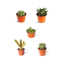 Serada Decor Plant 4+1 Kaktüs Seti Özel Türler Kaktüs Sukulent Set Tesbih Çiçeği Hediyeli