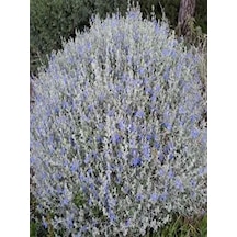 Videolu 1 Adet Zeytin Çalısı Fidanı 60-80cm Saksılı Olive Bush