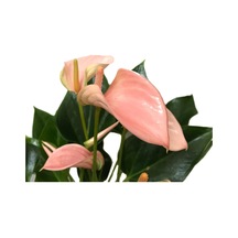 Anthurium Andraeanum 'Pinkish' (Flamingo Çiçeği) Ø12 CM Y35-40 CM