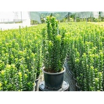 Yeşil Tafllan Çiçeği Fidanı 40-60cm Saksılı Çiçekli Bodur Bitkiler Euonymus Japonicus