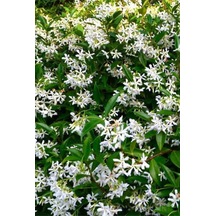 Arap Yasemini 1. Sınıf Ürün 50-70cm Saksılı/ Tüplü Kokulu
