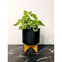 Sarkıcı Sukulent Tür Kokulu Plectranthus Forsteri 10-20cm