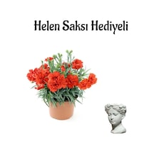 Sevgililer Günü Hediyesi Kırmızı Karanfil Çiçeği Helen Saksı Hediyeli