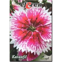 Karanfil Tohumu 6 Paket