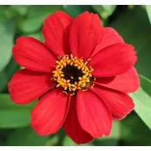 Zinnia Çiçeği Tohumu Mini Çiçekli, Kirli Hanım Kırmızı Renkli - 5 Tohum