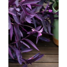 Videolu Mor Telgraf Çiçeği 1 Adet Saksılı/ Tüplü 10-20cm Iç Mekan Bitkisi Tradescantia Pallida