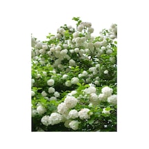 Çınar Kartopu Çiçeği 50-75 Cm Saksılı\tüplü Snowball Tree