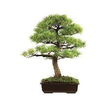 Nadit Ithal Bodur Supressus Bonzai Ağacı Tohumu Ekim Seti 5 Tohum Saksı Toprak Kombin