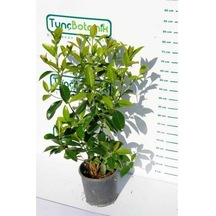 KARTOPU LUCİDUM 5 ADET- 1 METRE ÇİT BİTKİSİ