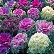 35 Adet Tohum Organik Hobi Bahçe Saksılık Lahana Çiçek Tohumu Süs Lahanası Balkon Çiçekleri Tohumu