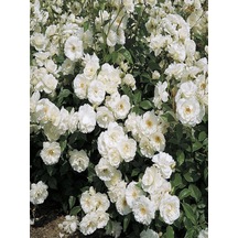 Videolu Beyaz 1adet Sarmasık Çardak Gülü Fidanı Saksılı 60-120cm Rose On A Pergola