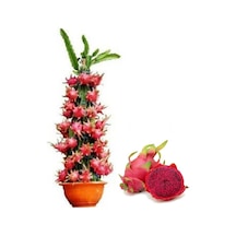 Saksılık Kırmızı Pitaya Tohumu Ekim Seti 5 Tohum + Saksı + Toprak