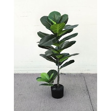 Videolu Keman Yapraklı Kauçuk Çiçeği Fidanı 1 Adet Saksılı 60-80cm Salon Ofis Iç Mekan Bitkisi