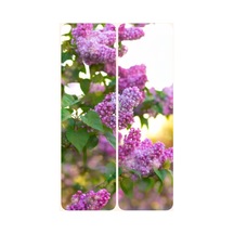 Videolu Mis Kokulu Leylak Fidanı 40-65 Cm Saksılı/tüplü Dış Mekan Bitkileri Lilac