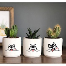 Husky Köpekcik Desenli Saksı Üçlü Set- Küçük Boy Sukulent Saksısı