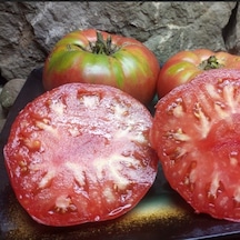 Olive Hill Etli Domates Tohumu 15 Tohum