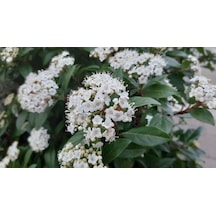 Viburnum Tinus - Yaprak Dökmeyen Kartopu 30 Cm 5 Adet