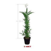Melez Servi Leylandi Fidanı 100 Cm X 5 Ad