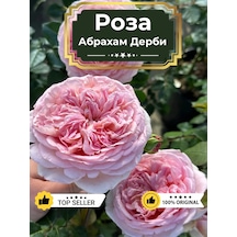 Dream Roses Gül Fidanı Abraham Derby 146353281