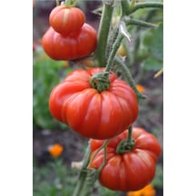150 Adet Tohum  Köy Domatesi Ata Tohum Tarla Domatesi Yeni Hasat Domates Tohumlar Hediye Tohu