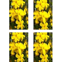 Videolu Mis Kokulu 4'lü Sarı Yasemin Çiçeği Fidanı 40-60 Cm Saksılı Çiçekli Bodur Yellow Jasminie