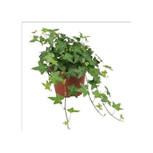 Mini Hedera Salon Sarmaşığı Hedera Helix Green 5 Adet