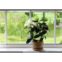 Arap Yasemini Bol Kokulu 30 Cm Boy, Saksılı