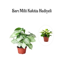 Sevgililer Günü Hediyesi Zarif Yapraklı Melek Kanadı Bitkisi Sarı Milii Hediyeli