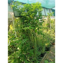 Yeşil Deniz Fidancılık Japon Kuru Üzümü 100-150 Cm