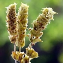 Çiçek Adaçayı 40 G