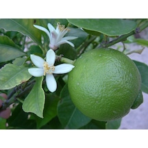 Tüplü Aşılı Lime Tahiti Fidanı 2 Yaş 50-70 Cm Boy