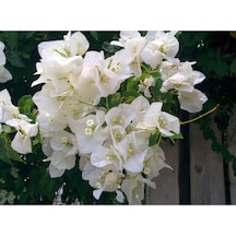 Serada Decor Plant Beyaz Begonvil Çiçeği Fidanı 50cm Dış Mekan Sarmaşık