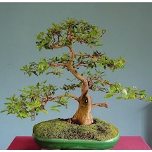 Bodur Bonsai Hambeles Ağacı Tohumu 5 Tohum +Saksı+Toprak+ T