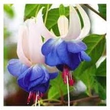 20 Adet Tohum Mavi Küpeli Çiçeği Mezarlık Kabir Çiçeği Saksı Topr