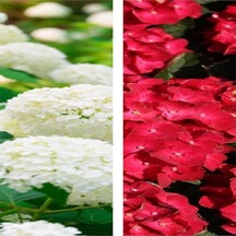 Videolu 2 Adet Kırmızı/beyaz Çiçekli Ortanca Fidan 10-15 Cm Tüplü Çiçekli Bodur Red/white Hydrangea
